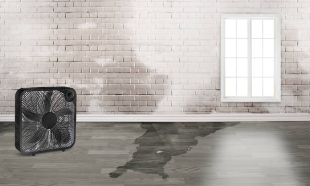 Best Water damage cleanup near me  in Akron, CO